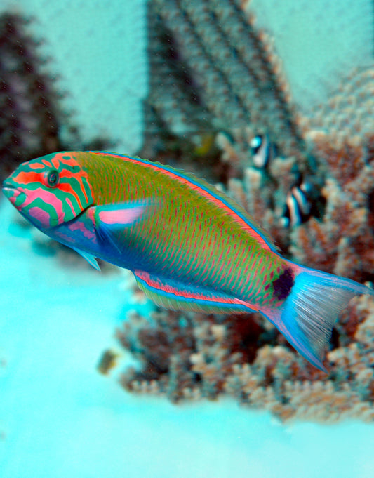 Lunare Wrasse