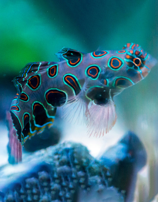 Mandarin Bullseye