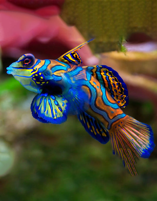 Mandarin fish