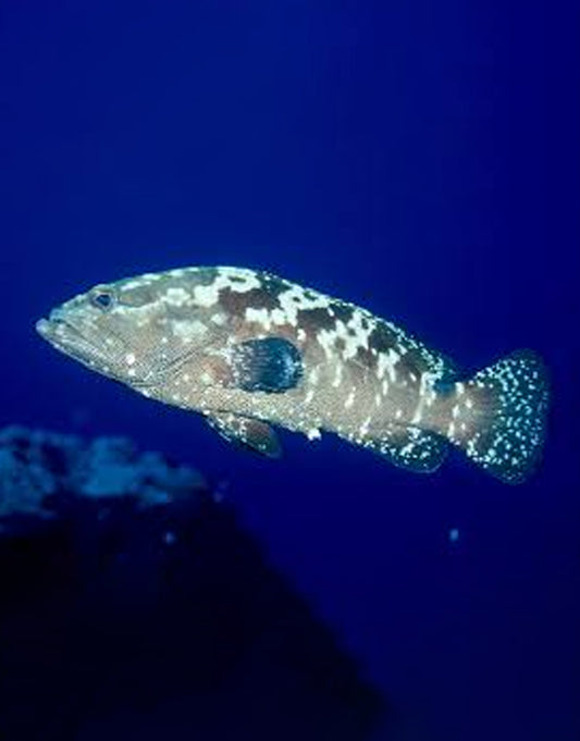 Marbled Grouper