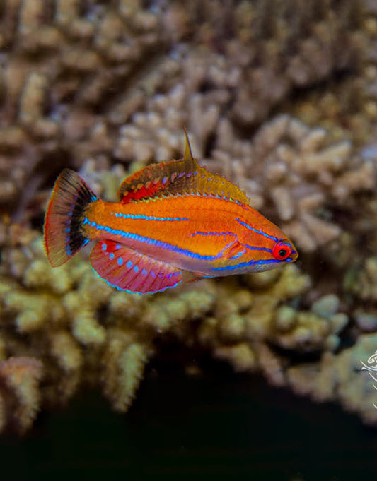 McCosker’s Flasher Wrasse