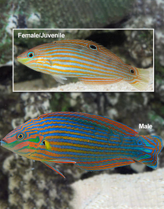 Melanurus Wrasse