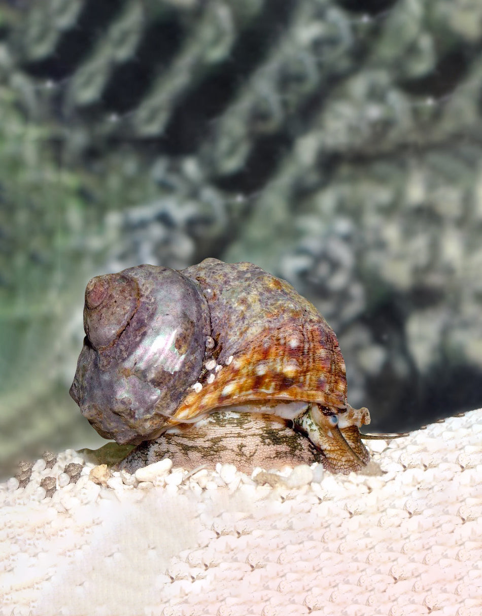 Mex Turbo Snails