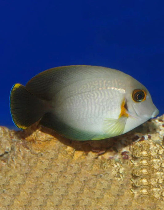 Mimic Half-Black Tang