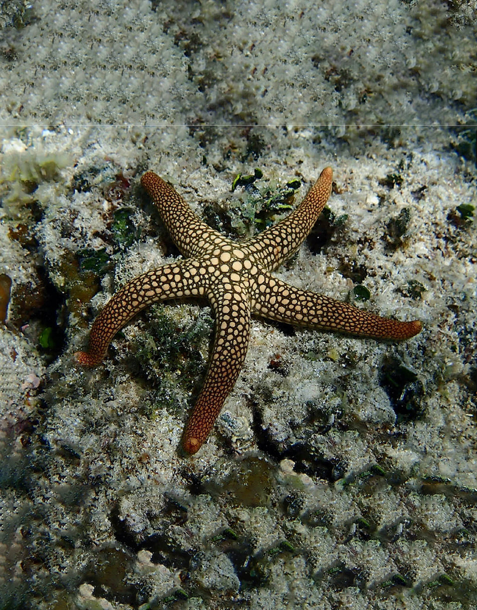 Nardoa Starfish