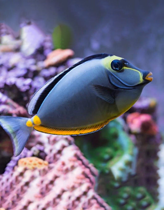 Naso Tang