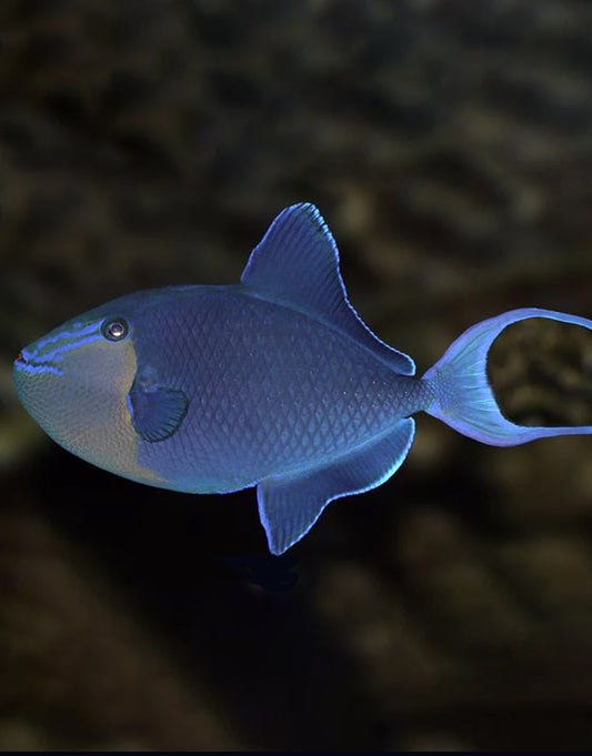 Niger Triggerfish