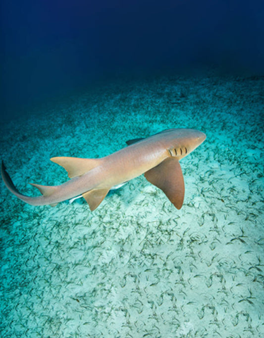 Nurse Shark