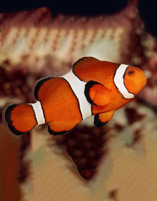 Ocellaris Clownfish