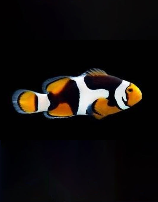 Onyx Clownfish