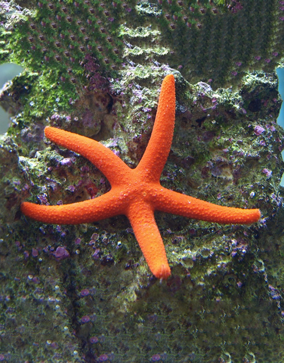 Orange Linkia Starfish