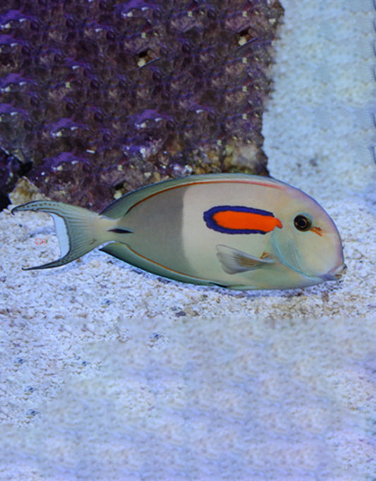 Orange Shoulder Tang
