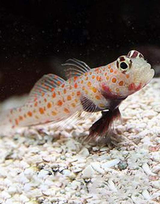 Orange Spot Watchman
