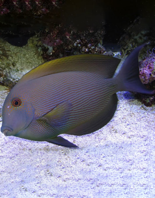 Orange Stripe Bristletooth Tang