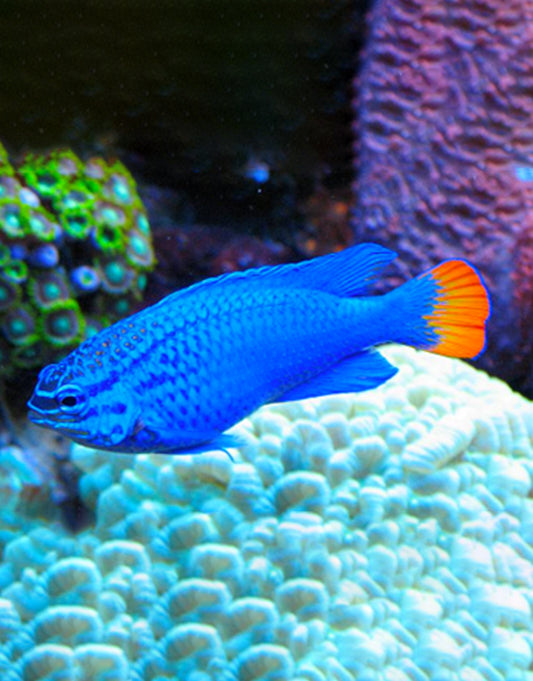 Orange Tail Blue Damselfish