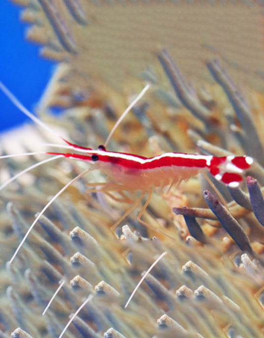 Pacific Cleaner Shrimp