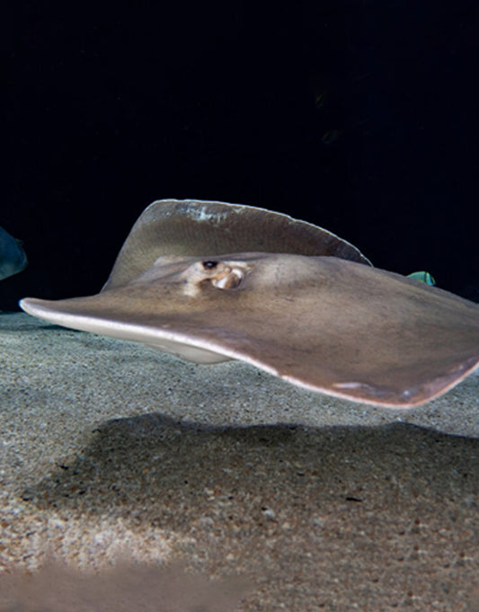 Pacific Stingray