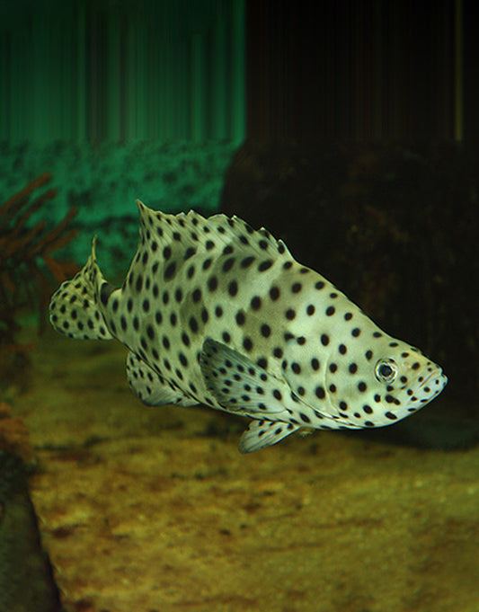 Panther Grouper
