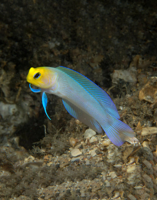 Pearly Jawfish