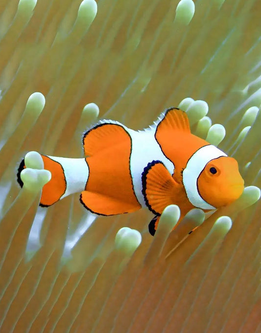 Percula Clownfish