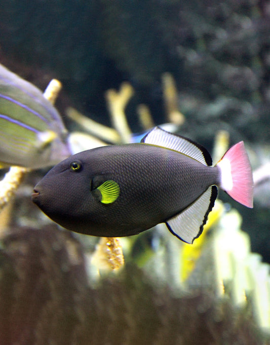 Pinktail Triggerfish