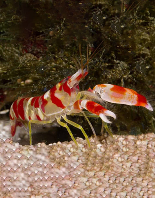 Pistol Shrimp