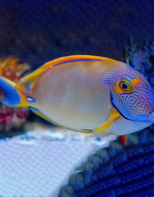 Poleni Tang