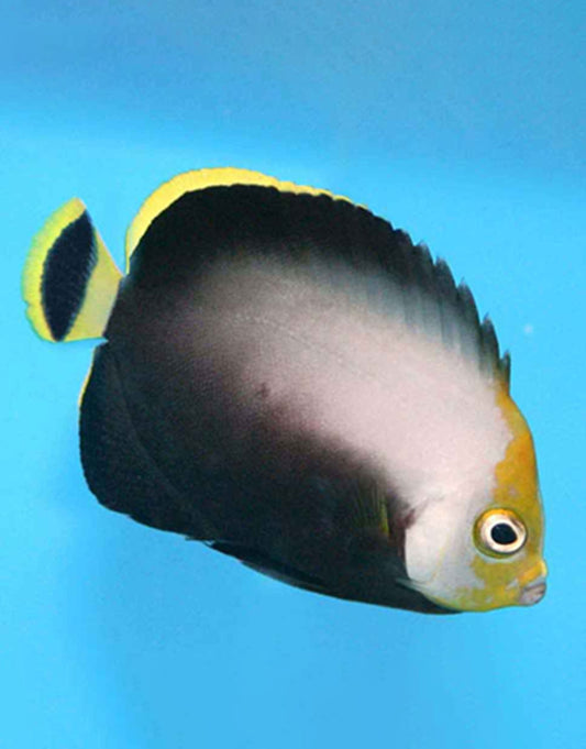 Poma Angelfish