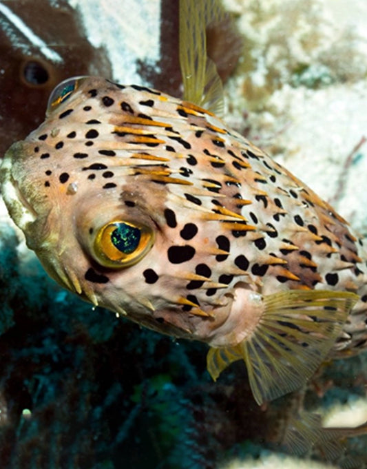 Porcupine Puffer