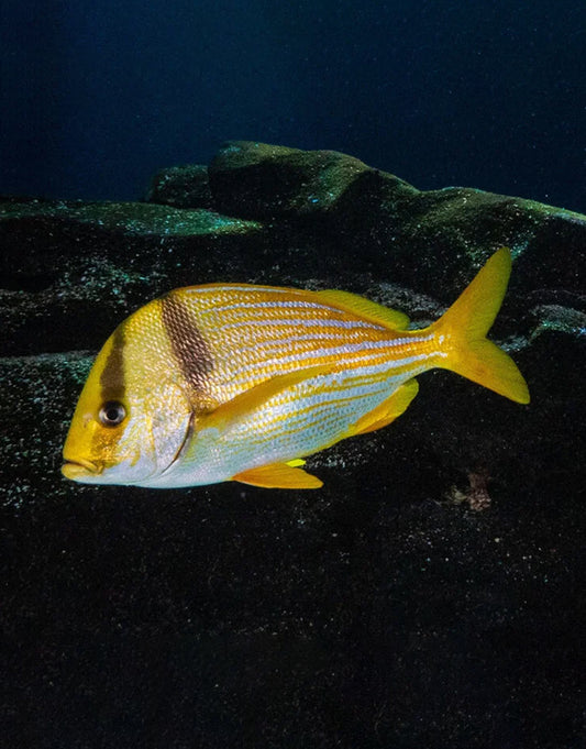 Porkfish