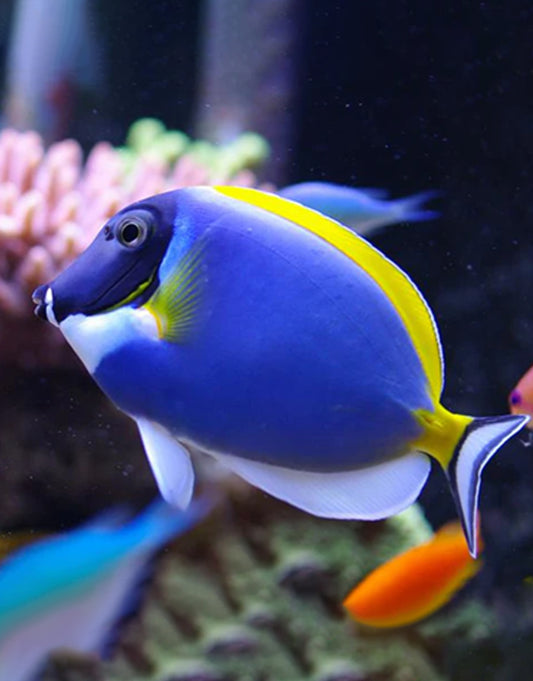 Powder Blue Tang