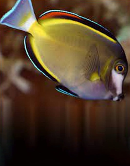 Powder Brown Tang