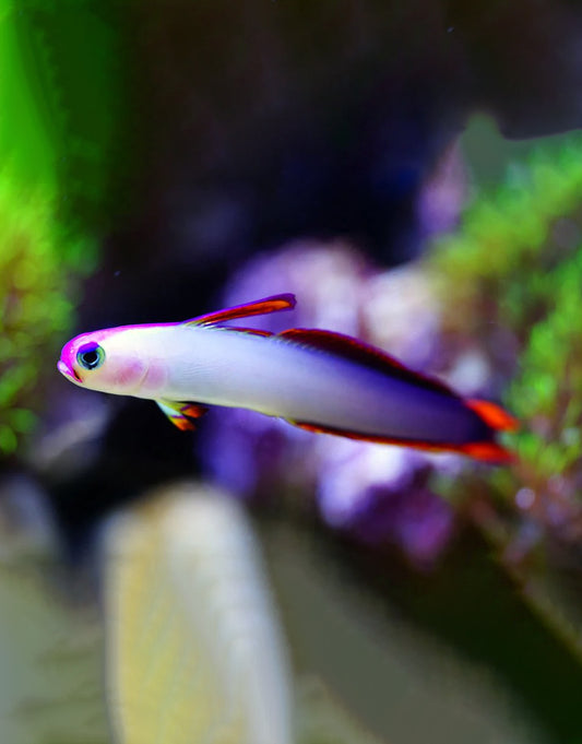 Purple Firefish Blenny