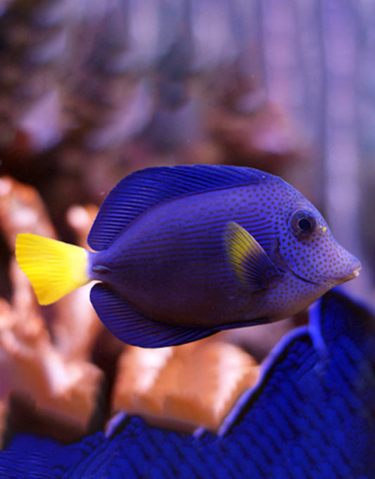 Purple Tang