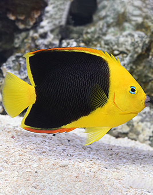 Pygmy Angelfish
