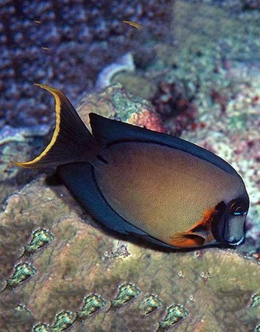 Pyrofeus Tang