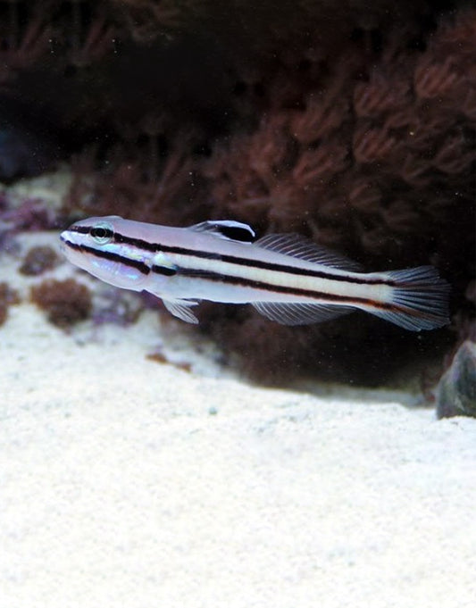 Railway Glider Goby