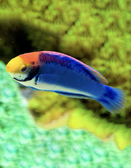 Red-Headed Fairy Wrasse