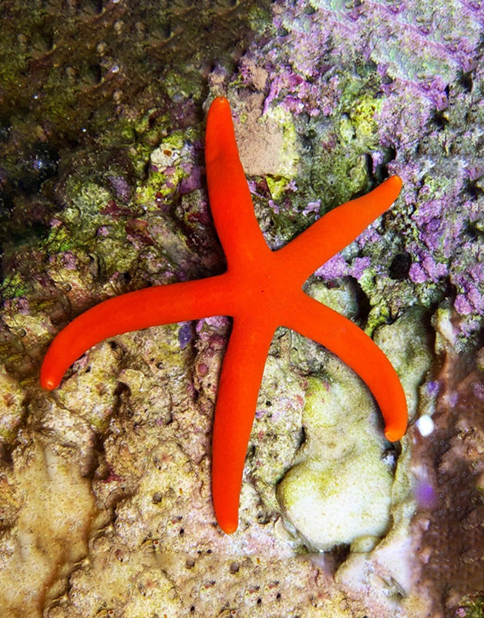 Red Linkia Starfish