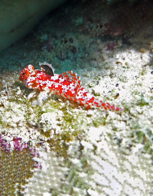 Red Scooter Blenny
