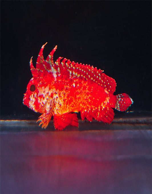 Red Wasp Fish
