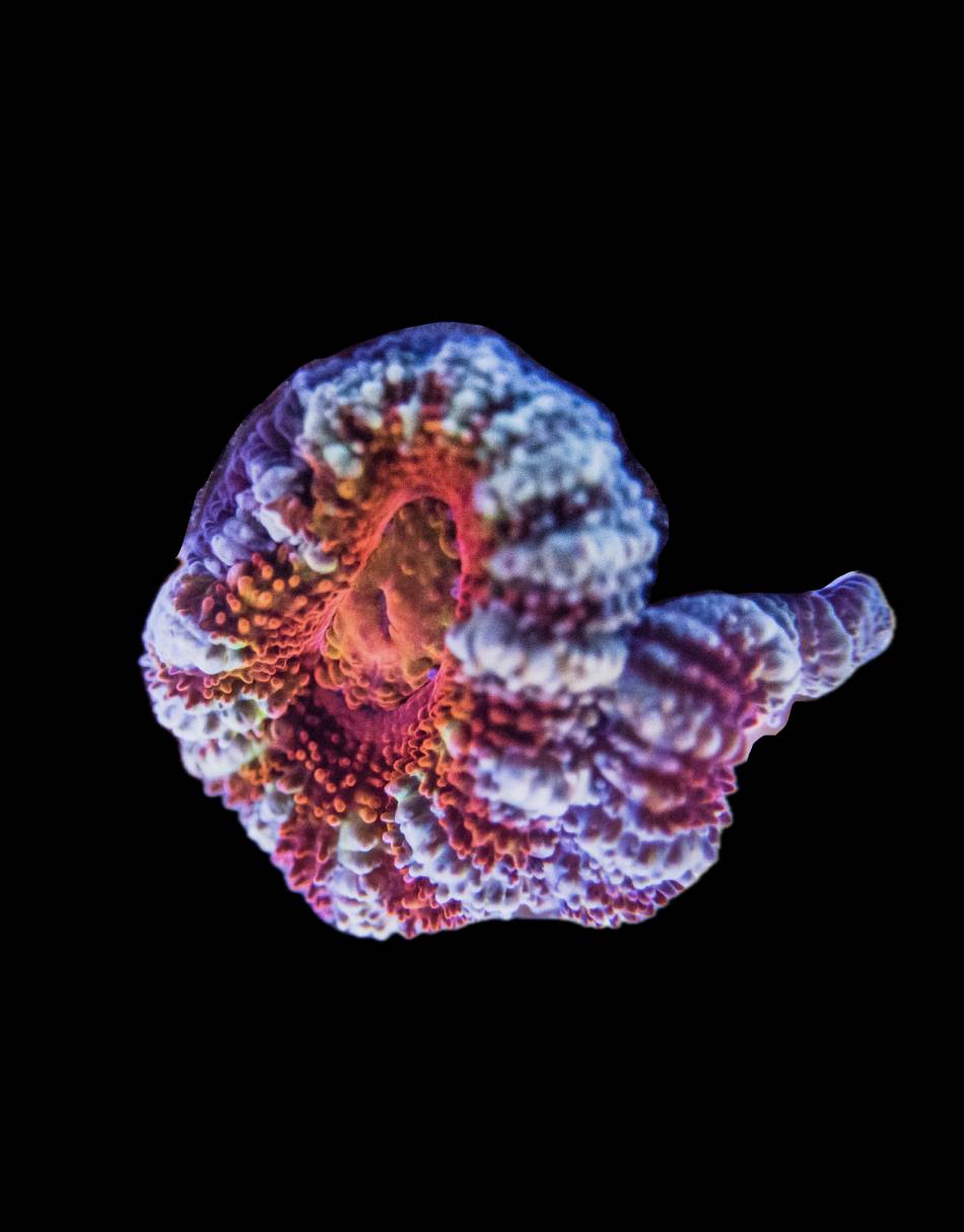 Red White Acan – JK-Fish