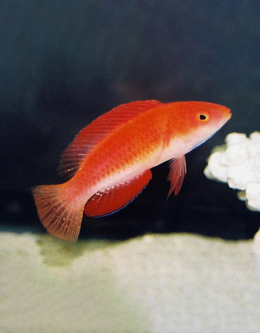 Redfin Fairy Wrasse