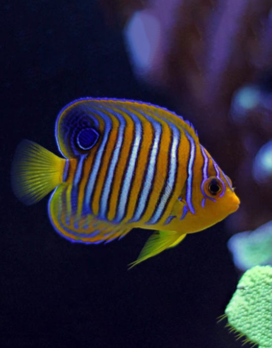 Regal Angelfish