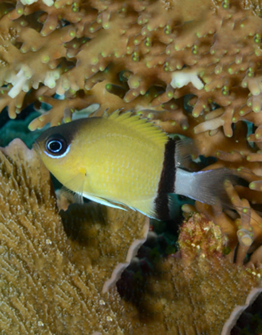 Retro chromis