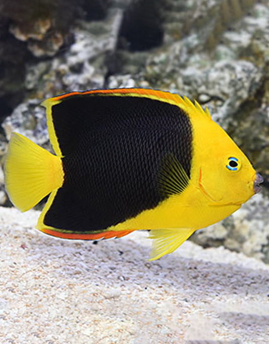 Rock Beauty Angelfish