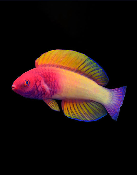 Rosy Scale Wrasse