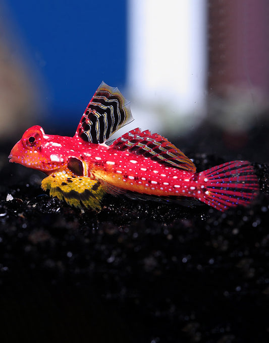 Ruby Scooter Blenny