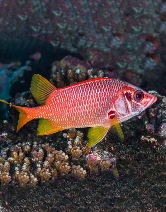 Sabre Squirrelfish