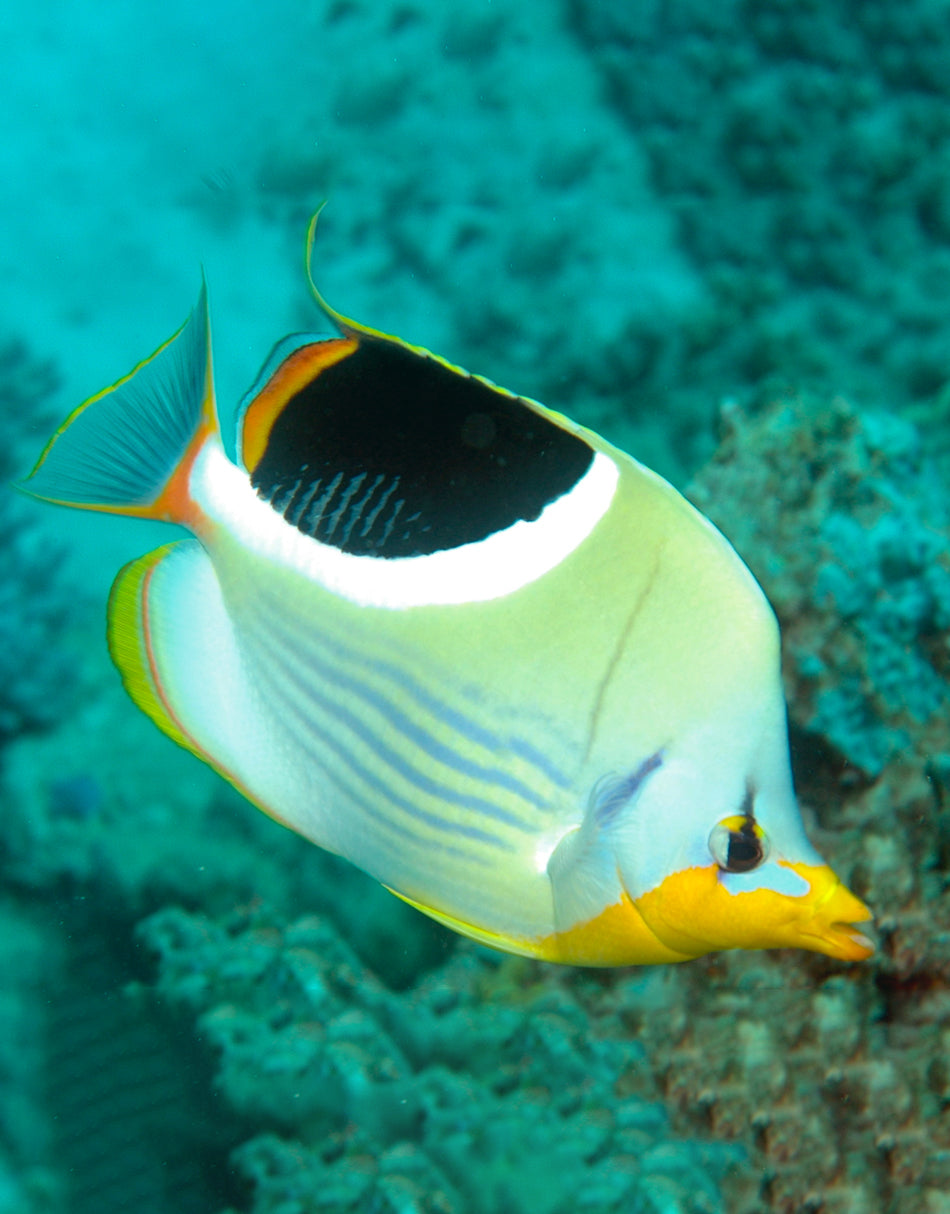 Saddle Butterfly